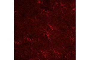Indirect immunostaining of a PFA fixed rat hippocampus section (dilution 1 : 500). (GLN1 antibody)