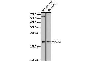 Western blot analysis of extracts of various cell lines, using NXT2 antibody (ABIN6133260, ABIN6144977, ABIN6144978 and ABIN6217951) at 1:3000 dilution. (NXT2 antibody  (AA 110-180))