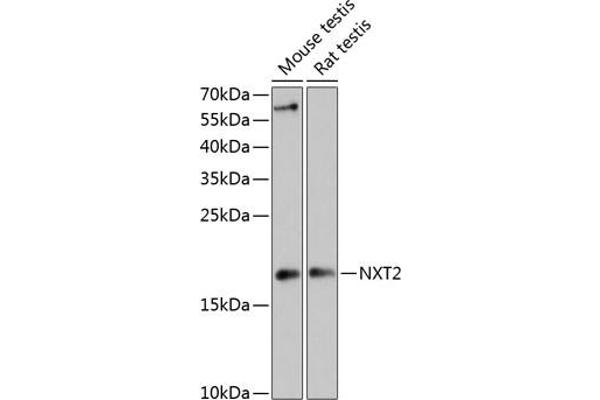 NXT2 anticorps  (AA 110-180)