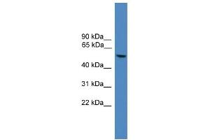 WB Suggested Anti-FOXO4 Antibody Titration:  0. (FOXO4 antibody  (C-Term))