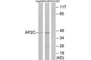 Western blot analysis of extracts from HepG2/HuvEc cells, using AP2C Antibody. (TFAP2C antibody  (AA 401-450))