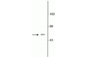 Western blot of rat olfactory bulb lysate showing specific immunolabeling of the ~53 kDa VGAT protein.