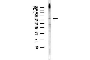 anti-Tryptophan Hydroxylase 2 (TPH2) (N-Term) antibody