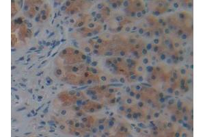 IHC-P analysis of Rat Stomach Tissue, with DAB staining. (Caspase 9 antibody  (AA 1-200))