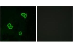 Immunofluorescence (IF) image for anti-Latrophilin 1 (LPHN1) (AA 561-610) antibody (ABIN2890889) (Latrophilin 1 antibody  (AA 561-610))