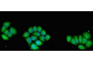 Immunofluorescent analysis of PC-3 cells using ABIN7142682 at dilution of 1:100 and Alexa Fluor 488-congugated AffiniPure Goat Anti-Rabbit IgG(H+L) (PRKAG1 antibody  (AA 1-331))