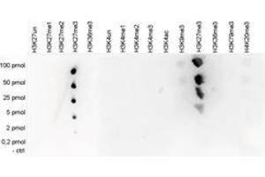 Cross reactivity test using the Histone H3 (K27me3) antibody.