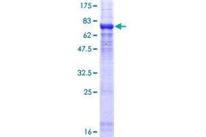 PPP2R2C Protein (AA 1-430) (GST tag)