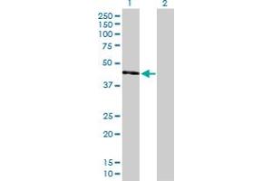 Western Blot analysis of UQCRC2 expression in transfected 293T cell line by UQCRC2 MaxPab polyclonal antibody. (UQCRC2 antibody  (AA 1-453))