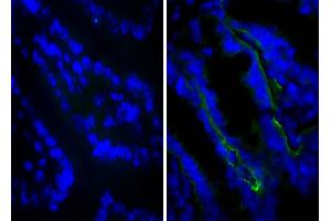 Frozen BALB/c mouse intestine tissue was stained with Rat IgG2a-UNLB isotype control, and DAPI. (Goat anti-Rat IgG (Heavy & Light Chain) Antibody (Texas Red (TR)))