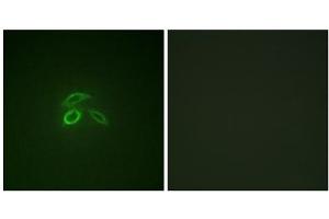 Immunofluorescence analysis of HepG2 cells, using CD227/MUC1 (Phospho-Tyr1229) antibody. (MUC1 antibody  (pTyr1229))