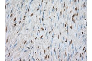 Immunohistochemical staining of paraffin-embedded liver tissue using anti-PDE4A mouse monoclonal antibody. (PDE4A antibody)