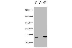 Western Blot analysis of 4T1 VEC 293 cells using Phospho-Histone H2A. (H2AFX antibody  (pSer139))