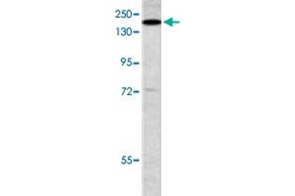 PIK3C2G antibody  (N-Term)