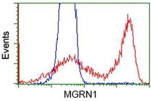 HEK293T cells transfected with either RC208284 overexpress plasmid (Red) or empty vector control plasmid (Blue) were immunostained by anti-MGRN1 antibody (ABIN2454423), and then analyzed by flow cytometry. (Mahogunin RING Finger Protein 1 antibody)