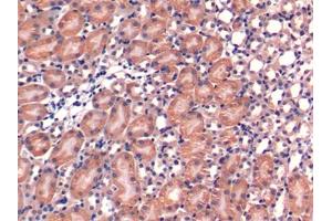 DAB staining on IHC-P; Samples: Mouse Kidney Tissue (ERP29 antibody  (AA 42-173))