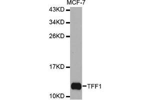 Western blot analysis of extracts of MCF-7 cell line, using TFF1 antibody. (TFF1 antibody  (pSer2))