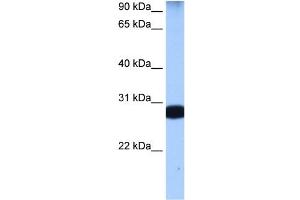 STAU1 antibody used at 0. (STAU1/Staufen antibody)