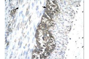 Image no. 1 for anti-Acetyl-CoA Acetyltransferase 2 (ACAT2) (AA 183-232) antibody (ABIN202425) (ACAT2 antibody  (AA 183-232))