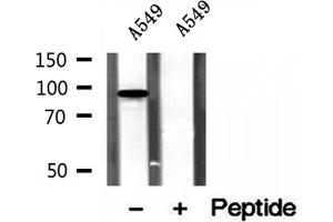 Western blot analysis of extracts of A549 cells, using PBXIP1 antibody.