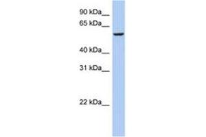 Image no. 1 for anti-F-Box Protein 33 (FBXO33) (AA 431-480) antibody (ABIN6743931) (FBXO33 antibody  (AA 431-480))