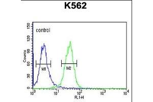 PGP Antibody (N-term) (ABIN653810 and ABIN2843085) flow cytometric analysis of K562 cells (right histogram) compared to a negative control cell (left histogram). (PGP antibody  (N-Term))