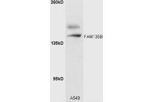 A549 cell lysates probed with Rabbit Anti-FAM135B Polyclonal Antibody (ABIN1386912) at 1:300 overnight in 4˚C. (FAM135B antibody  (AA 1080-1130))