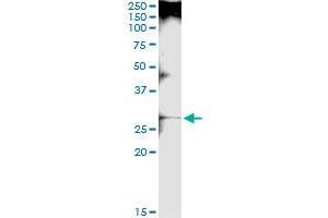 Immunoprecipitation of LGALS3 transfected lysate using anti-LGALS3 MaxPab rabbit polyclonal antibody and Protein A Magnetic Bead , and immunoblotted with LGALS3 purified MaxPab mouse polyclonal antibody (B01P) . (Galectin 3 antibody  (AA 1-250))