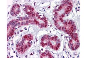 Anti-TSC22D3 antibody IHC of human breast. (TSC22D3 antibody  (AA 1-98))