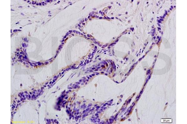 beta Defensin 1 antibody  (AA 33-68)
