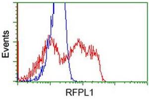 HEK293T cells transfected with either RC211141 overexpress plasmid (Red) or empty vector control plasmid (Blue) were immunostained by anti-RFPL1 antibody (ABIN2453595), and then analyzed by flow cytometry. (RFPL1 antibody)