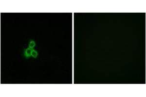 Immunofluorescence analysis of MCF7 cells, using OR2T2/2T35 Antibody. (OR2T2/2T35 antibody  (AA 201-250))