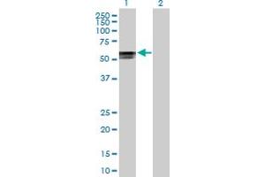 Western Blot analysis of POLR3D expression in transfected 293T cell line by POLR3D MaxPab polyclonal antibody. (POLR3D antibody  (AA 1-398))