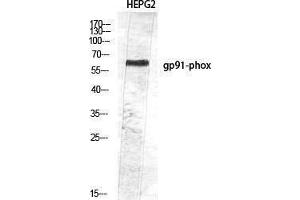Western Blotting (WB) image for anti-Cytochrome B-245, beta Polypeptide (CYBB) (Internal Region) antibody (ABIN3187891) (CYBB antibody  (Internal Region))
