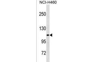 THBS4 Antibody (C-term) (ABIN1881882 and ABIN2838744) western blot analysis in NCI- cell line lysates (35 μg/lane).