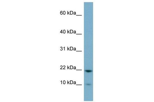 DESI1 antibody  (Middle Region)