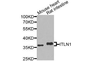 Western blot analysis of extracts of various cell lines, using ITLN1 antibody (ABIN5974359) at 1/1000 dilution.