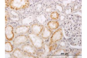 Immunoperoxidase of monoclonal antibody to PHACS on formalin-fixed paraffin-embedded human kidney. (PHACS antibody  (AA 1-100))