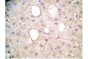 Human liver tissue was stained by Rabbit Anti-FGF-21 (26-47) (H) Antibody (FGF21 antibody  (AA 26-47))