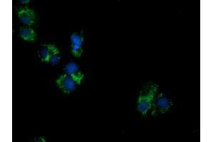 Anti-PECR mouse monoclonal antibody (ABIN2453444) immunofluorescent staining of COS7 cells transiently transfected by pCMV6-ENTRY PECR (RC200822). (PECR antibody)