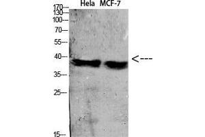 Western Blot (WB) analysis of specific cells using Antibody diluted at 1:1000. (C5AR1 antibody)
