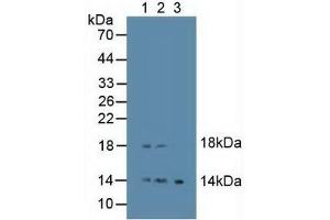 Figure. (Epiregulin antibody  (AA 30-169))