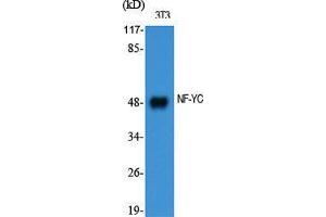 Western Blot (WB) analysis of specific cells using NF-YC Polyclonal Antibody. (NFYC antibody  (N-Term))
