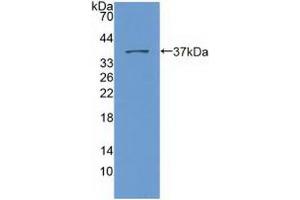 Western blot analysis of recombinant Human Nesp2. (SYNE2 antibody  (AA 6-296))