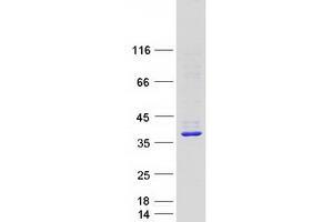 Validation with Western Blot (STX2 Protein (Transcript Variant 2) (Myc-DYKDDDDK Tag))