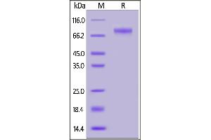 SARS-CoV-2 S2 protein, His Tag on SDS-PAGE under reducing (R) condition.