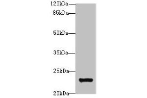 Western blot All lanes: MND1 antibody at 10 μg/mL + Jurkat whole cell lysate Secondary Goat polyclonal to rabbit IgG at 1/10000 dilution Predicted band size: 24 kDa Observed band size: 24 kDa (MND1 antibody  (AA 2-205))