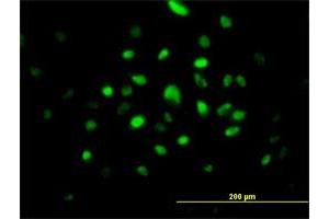 Immunofluorescence (IF) image for anti-Ribonuclease H2, Subunit A (RNASEH2A) (AA 1-299) antibody (ABIN523945)