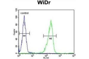 Flow cytometric analysis of WiDr cells using IL31 Antibody (N-term) Cat. (IL-31 antibody  (N-Term))