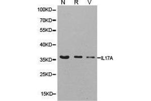Western Blotting (WB) image for anti-Interleukin 17A (IL17A) antibody (ABIN1873195) (Interleukin 17a antibody)